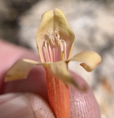 Penstemon rostriflorus