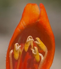 Penstemon rostriflorus
