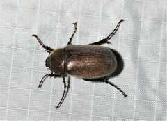 Phyllophaga crenulata