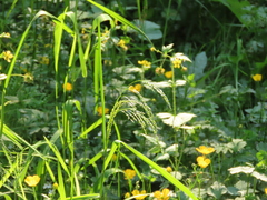 Glyceria elata