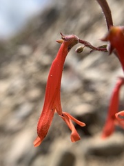 Penstemon rostriflorus
