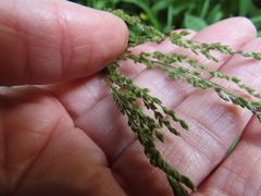 Glyceria elata
