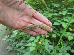 Glyceria elata