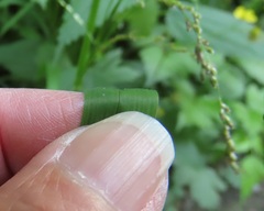 Glyceria elata