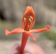 Penstemon rostriflorus