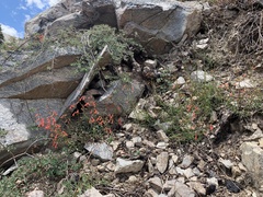 Penstemon rostriflorus