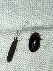 Hydaticus bimarginatus