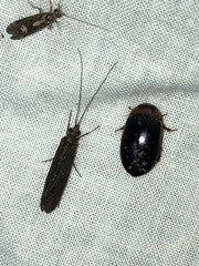 Hydaticus bimarginatus