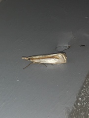 Crambus girardellus