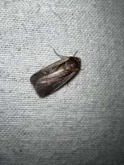 Ochropleura
