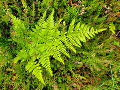 Dryopteris aemula