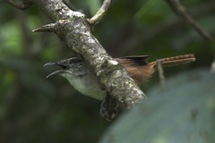 Cantorchilus modestus