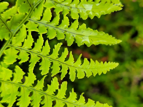 hay-scented buckler-fern