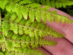 Dryopteris aemula