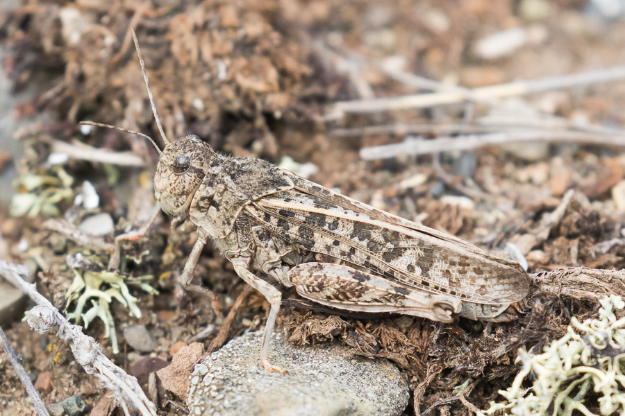 Xanthippus brooksi