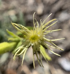 Silene parishii