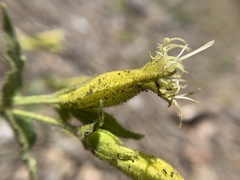 Silene parishii