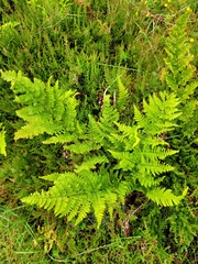 Dryopteris aemula