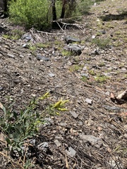Silene parishii