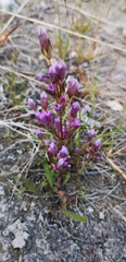 Gentianella propinqua propinqua