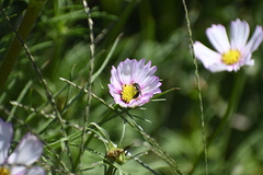 Ceratina cucurbitina