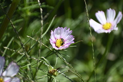 Ceratina cucurbitina