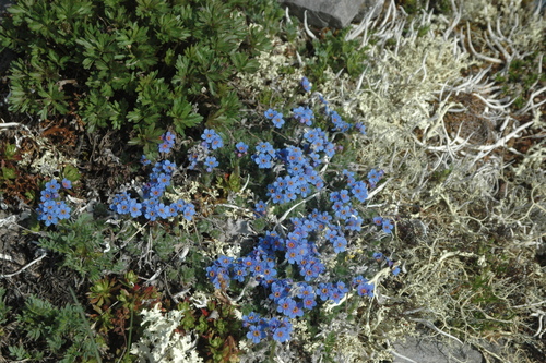 Image of Eritrichium aretioides by (c) Syd Cannings, some rights reserved (CC BY)