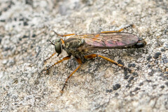 Neomochtherus pallipes