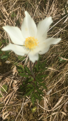 Pulsatilla alpina