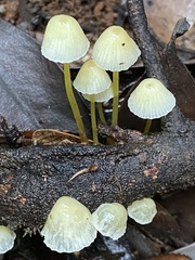 Mycena chusqueophila