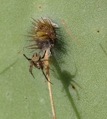 Araneus detrimentosus