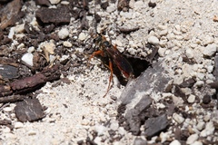 Sphex jamaicensis
