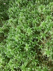 Sphagnum pulchrum