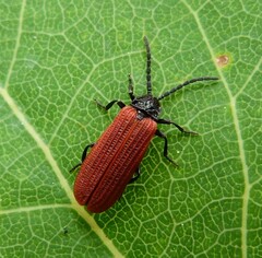 Pyropterus nigroruber