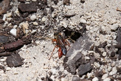 Sphex jamaicensis