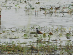 Jacana jacana