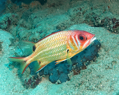 Sargocentron melanospilos