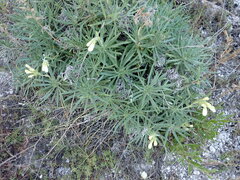 Onosma simplicissima