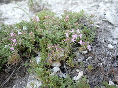 Thymus calcareus