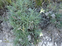 Onosma simplicissima