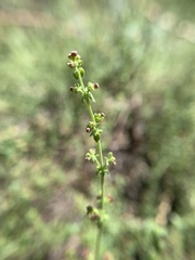 Galium parishii