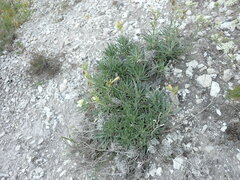 Onosma simplicissima