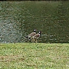 Vanellus indicus atronuchalis