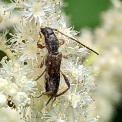 Molorchus