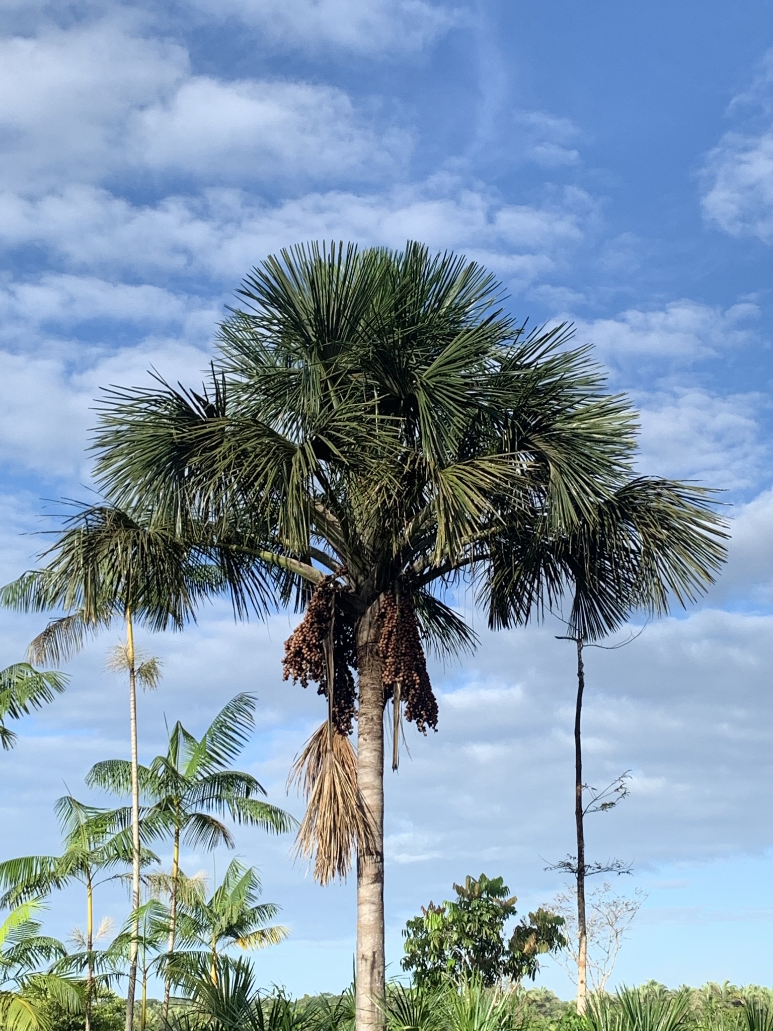 Mauritia flexuosa