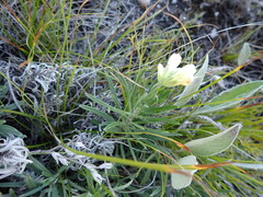 Onosma simplicissima