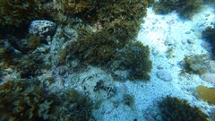 Pleuronichthys coenosus