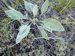 Psephellus marschallianus