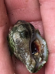 Acanthinucella
