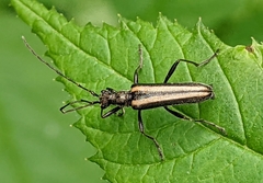 Cortodera longicornis